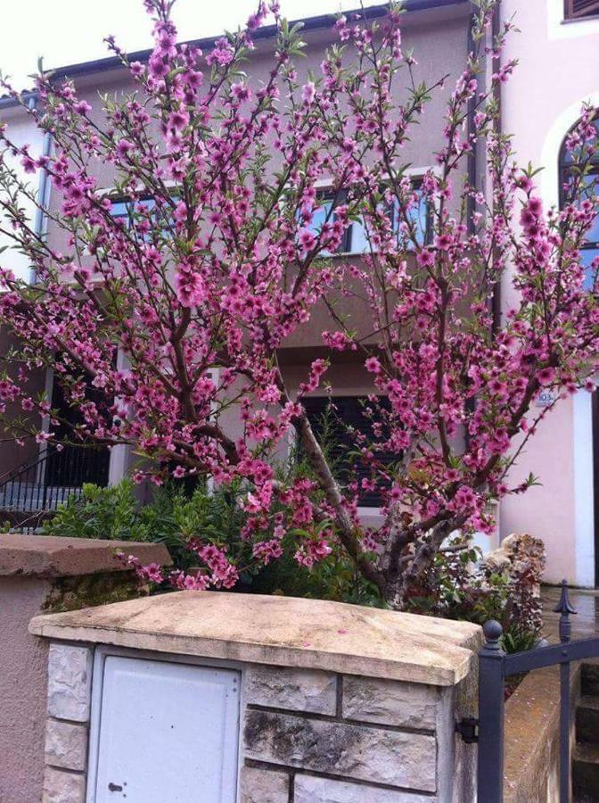 PUY Apartman Ivankovic*** מראה חיצוני תמונה
